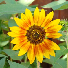 This sunflower is from our garden and was photographed as it was our first bloom from the pack of seeds everyone was given at Sereana's funeral service