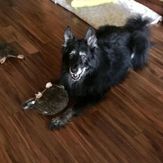 Shadow and his toys