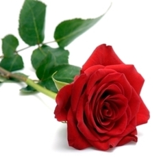 red-rosse