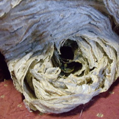 Wasp Parchment 005