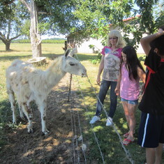 feeding "Baby" the llama
