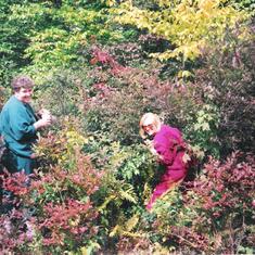 Picking Blue berries in the Mts. of PA.
