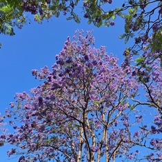 Shelley comes to Perth every year at this time. The purple is everywhere with the Jacaranda trees