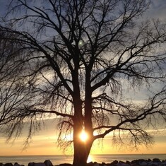 Sheryl's tree at sunrise IMG_0327 v2