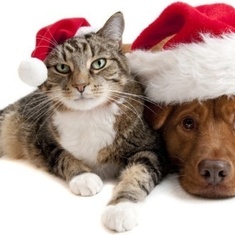 lovely_christmas_cats_and_dogs_highdefinition_picture_168919