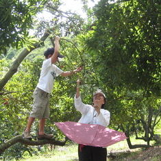Picking Bayberries in China with Grandson William Hsieh (age 7)