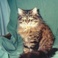 Simba  2005  ,SO VERY MUCH MISSED EVERY DAY ..
