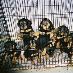5-19-2007-14 ZEYNA GAVE BIRTH TO 12 ROTTWEILER PUPPIES SHE WAS WONDERFUL NEVER COMPLAINED