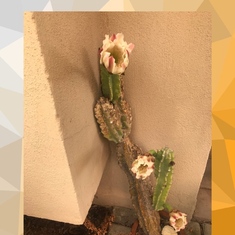 Dads Cactus bloomed today  Love you Dad 