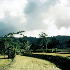 Stef and Jen's travels. View from white Jeep I wrote about, Bali interior, 1997.