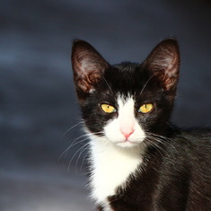 Stephane s Kitty Cat