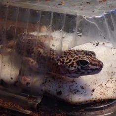 Thank you for being the best lizard babysitter ever, Steph!