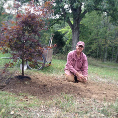 Memorial Maple just about planted