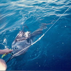 Steve releasing Sailfish.  Baja-mid 90's