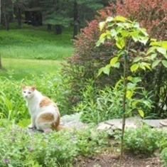 Ginny and Zeek Boyle planted a White Flowering Dogwood in Calllicoon, NY in memory of Steven.  June 10, 2014.  Willie the cat loves to hang out there.