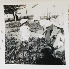 Picking beans on the farm 1959