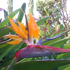 Bird of paradise flowers always remind me of you because you liked both plants and birds