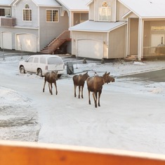 Taken from Sue Ann's house - moose invited over for lunch!