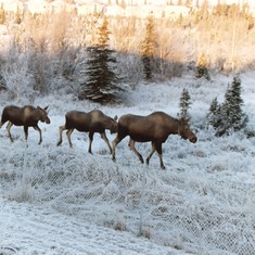 Family of Moose in Sue Ann backyard