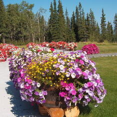 Alaskan flowers