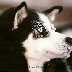Sue Ann's photo: Bethel Sled Dog