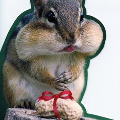 Jameson the Squirrel