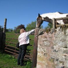 Mom meets a horse in Duns. 