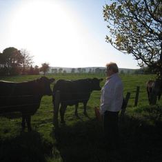 Mom talks with the cows in Duns. 