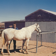 JD grooming Chico, March 1991.  Chico was the older horse.  Sue brought him from Calfornia.