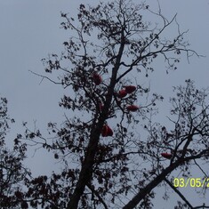 Some balloons got stuck in the trees, that's mom wanting to hang around