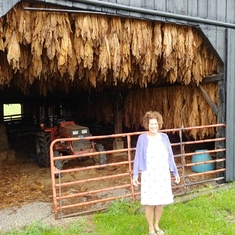 Kentucky tobacco gang drying in barn

2018