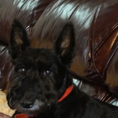 Sophie...our little Scottie.  He named her as a special tribute to our close and loving family.