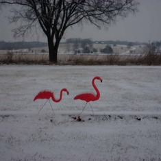 2000-01 Pink flamingos in OH january