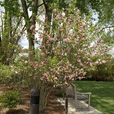 Terry's memorial tree