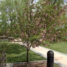 Terry's memorial tree at Hudson Gardens in bloom