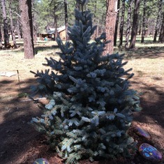 A Blue Spruce for you at our cabin.....