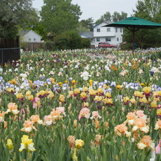 A field of iris. It reminds me of Mom.