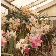 Inside one of her orchid Greenhouses. In the 70s 