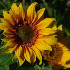 sunflower_6_Photo courtesy PDPhoto.org