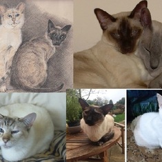 Our cats, Thomas & Purdy,  Boo & Nibbles, Heidi, Tia & Bailey