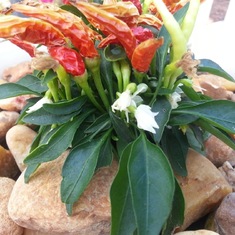 the blooming chili plant ... go to 'Stories' to read about it's life