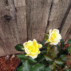 The roses for your last birthday.  I can not wait to see them this year.