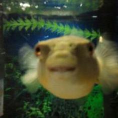 "Gompers," Todd's Puffer Fish