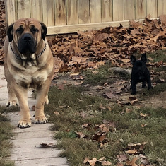 Tiny (the big dog) with Beanz (Frenchie) and both ready for action.