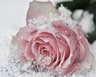 Pink_Rose-wallpaper-9623418
