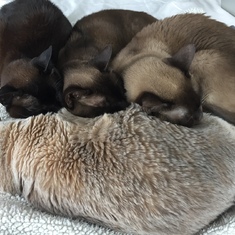 The Burmese Bunch, in one of many cuddle puddle formations