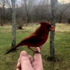 Tracy's sister Katey with a Cardinal perched on her hand. A true moment we believe reflects Tracy's love for the Cardinal; her spiritual presence, her love of loyalty and playfulness.