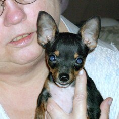 My Cousin Linda and Our Baby miniature Chihuahua Scooby