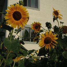 2005: sunflowers at home in Longmont, Colorado