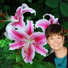 Vicki's Favorite Flower - Lily's 2